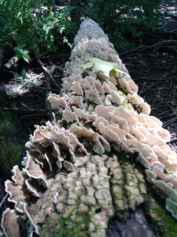 Garber Forest - Image 3