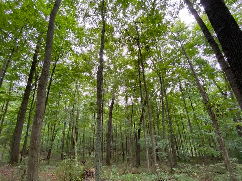 Trail 8, Brown County State Park - Image 3