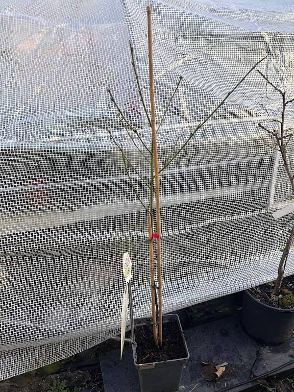 Pennard Plants - Image 2