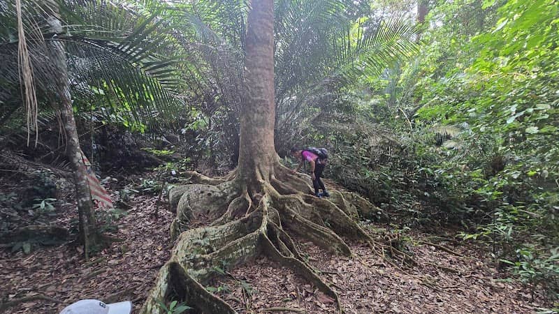 Octupus tree - Image 1