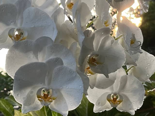 สวนกลางใจ นครศรีธรรมราช - Image 2