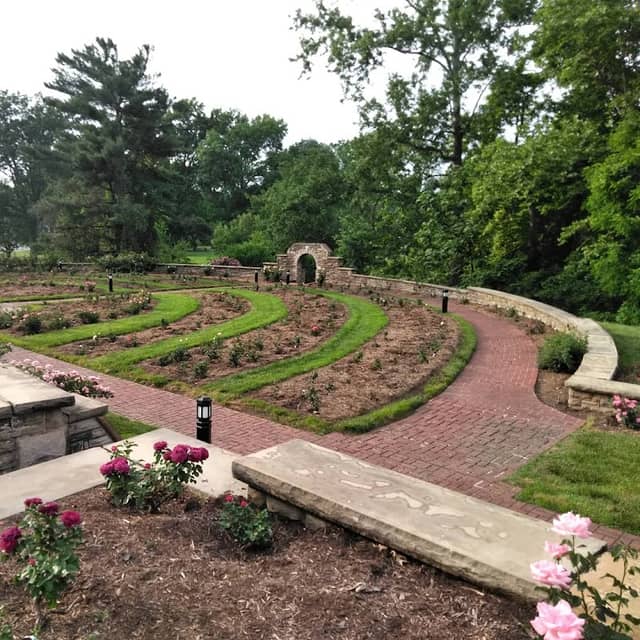 Ritter Park Rose Garden - Image 2