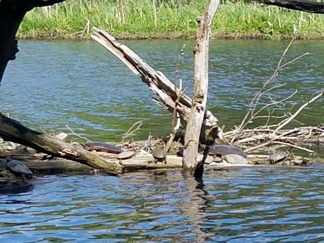 Rogue River Nature Trail Phase II (Access at Peppler Park) - Image 1