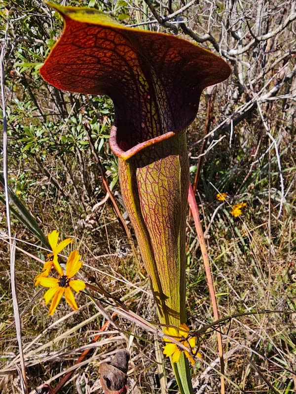 Buttercup Flats - Image 1