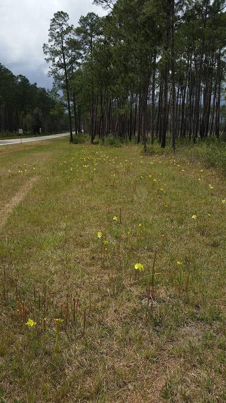Buttercup Flats - Image 2