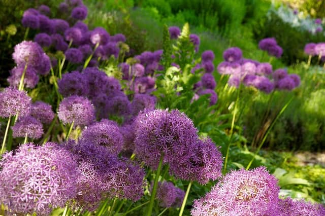 Garten der Sinne - Image 1