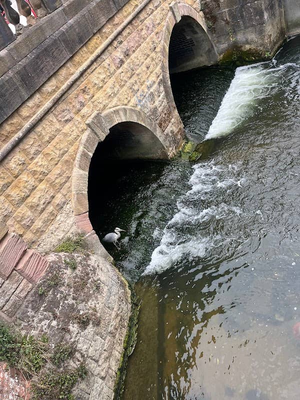 Osney Bird - Image 1