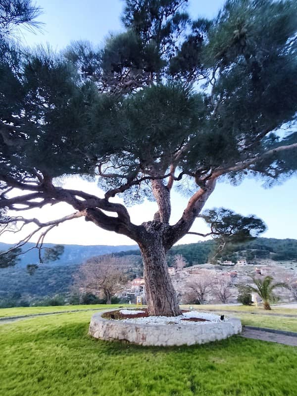 Kavurmacılar köyü, sarıkızın köyü, Gelin ağacı parkı - Image 1