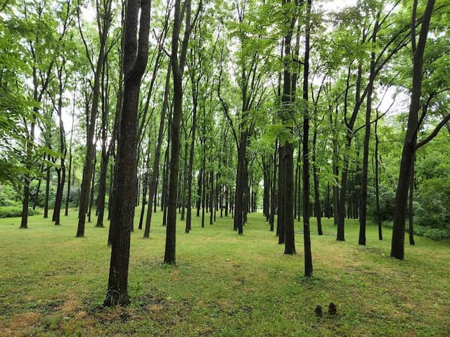 Walnut Woods - Image 2
