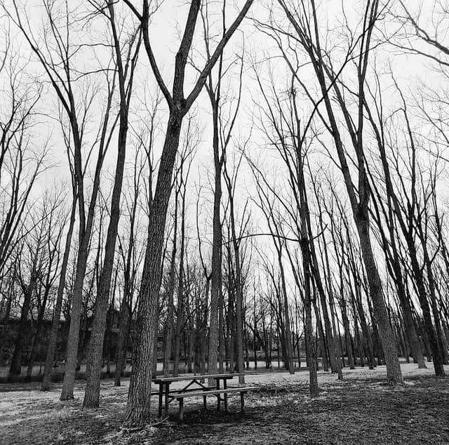 Walnut Woods - Image 1