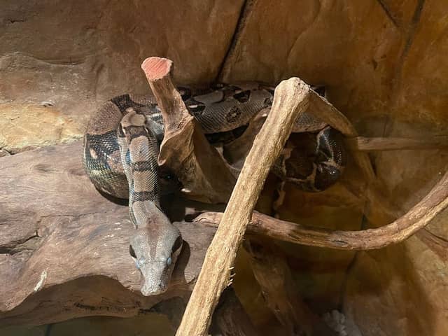 Snakes - Image 3