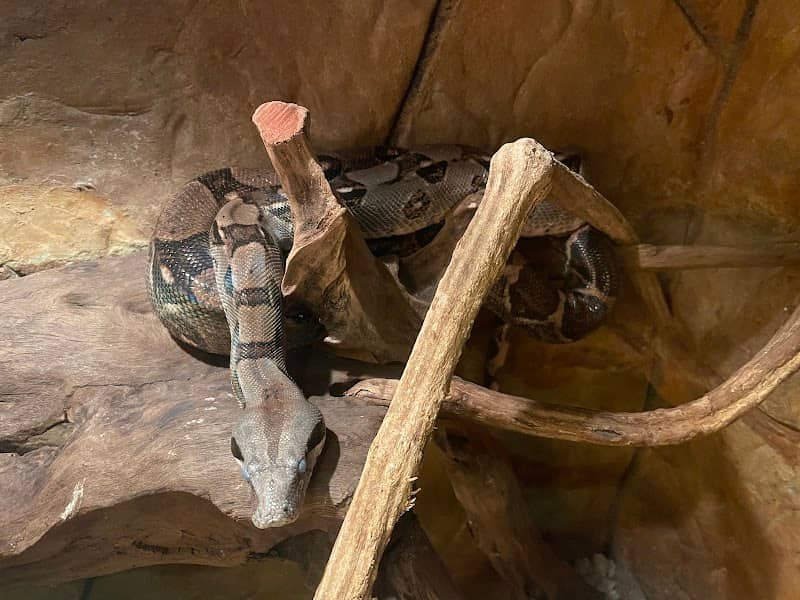 Snakes - Image 3