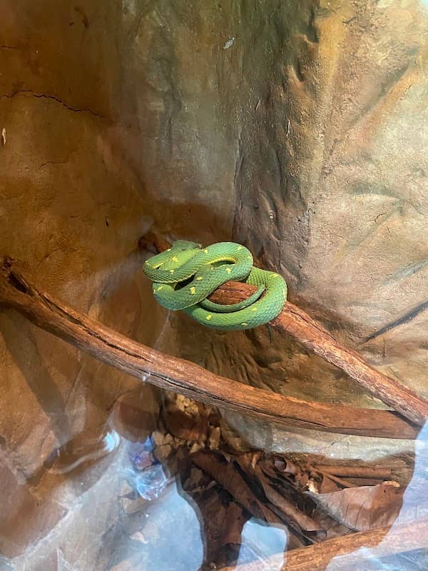 Snakes - Image 2