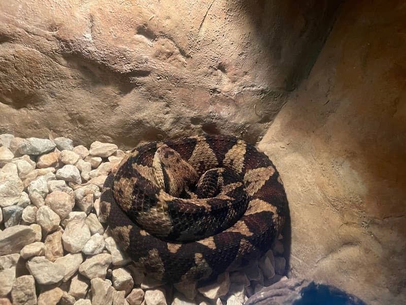 Snakes - Image 1
