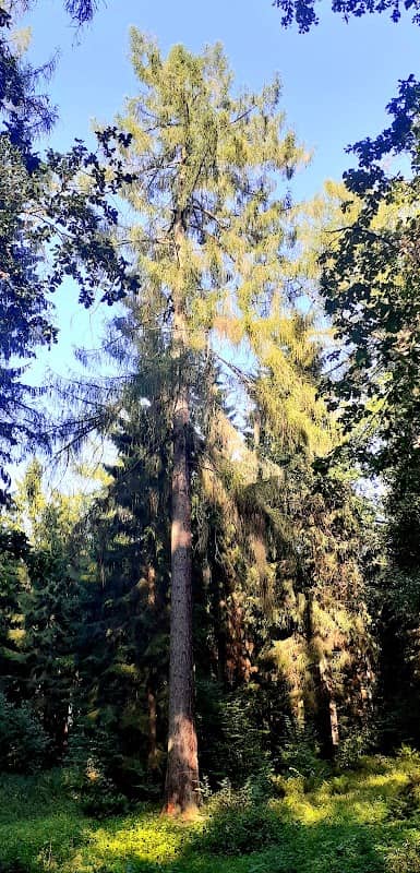 Maumedžių giraitė - Image 1