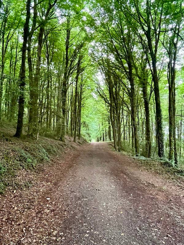 Lacken Fairy Woods - Image 1