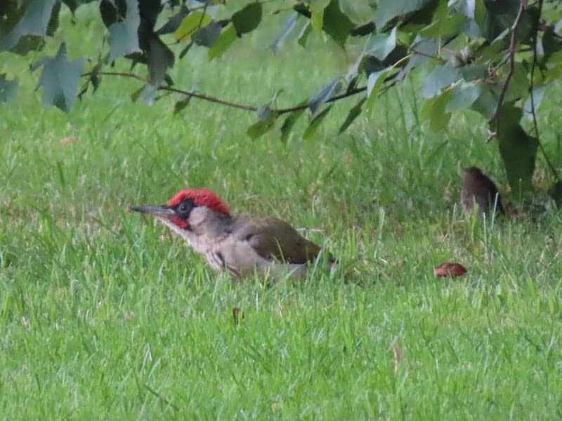 Koolmansdijk natuurgebied - Image 1