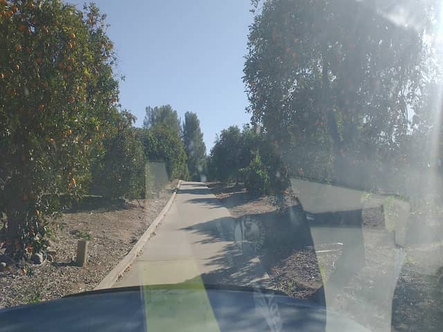 Paradise Grove - Image 1
