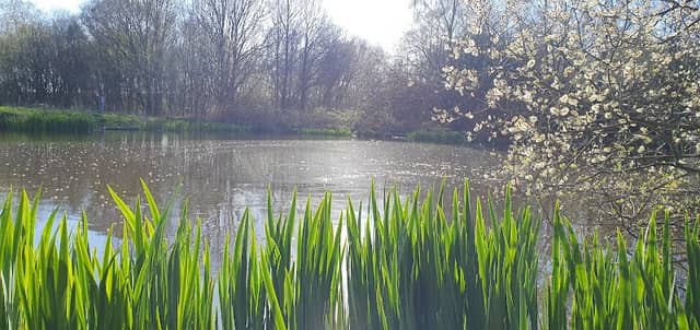 Barlaston and Rough Close Common - Image 2