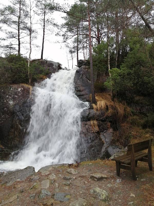 Kanadaskogen - Image 1