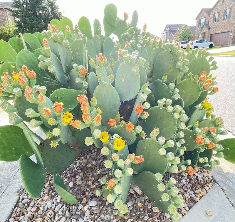 Mason Creek HOA Park - Image 2