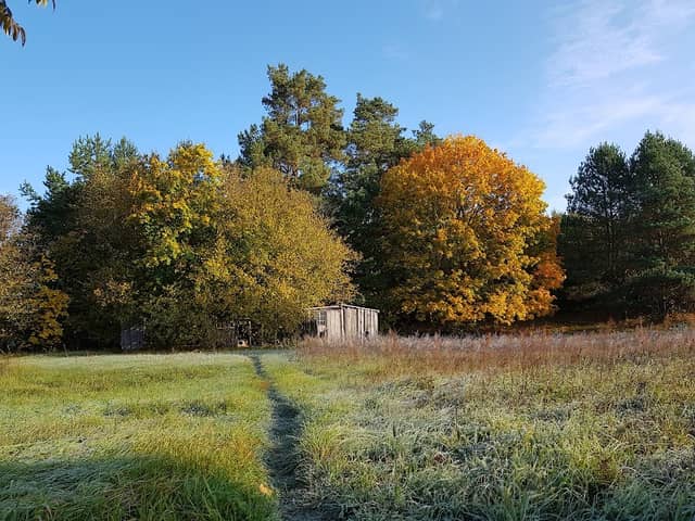 Vilkanastrų dvikamienė liepa - Image 1