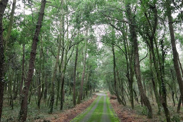 Sanrihama Green Zone - Image 1