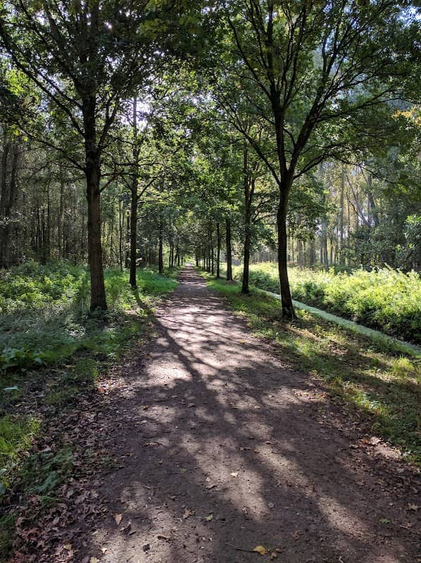 Leidschendammerhout - Image 2