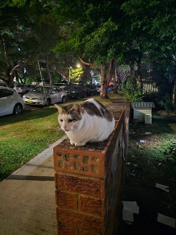 Mail box cat - Image 1