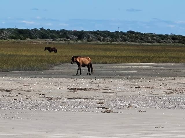 Rachel Carson Reserve - Image 1