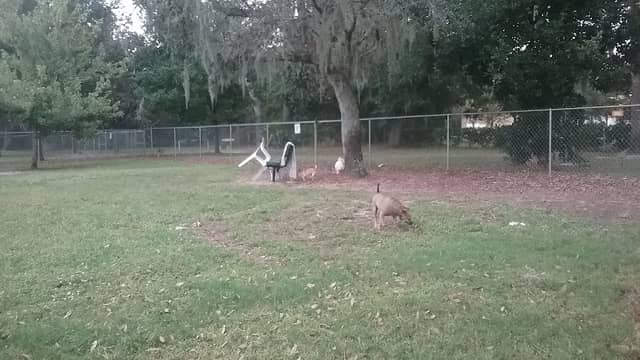 Mt Dora Dog Park - Image 1