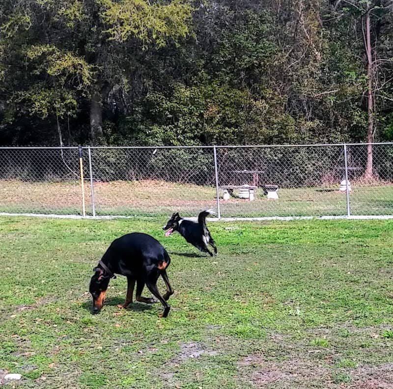 Mt Dora Dog Park - Image 2
