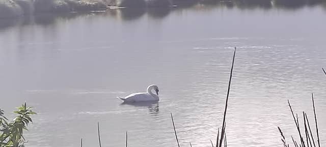 Te Kohanga Wetlands - Image 1