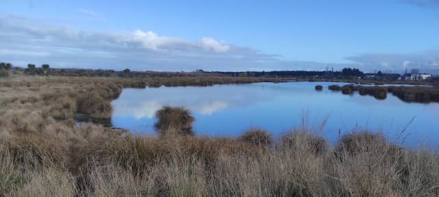 Te Kohanga Wetlands - Image 2