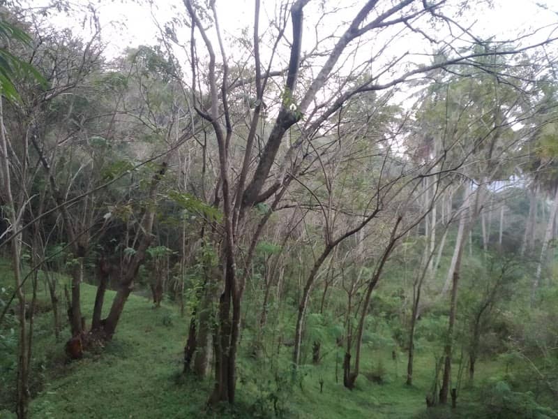 Ambakote Kanda - Image 2