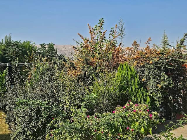 Lily garden - Image 1