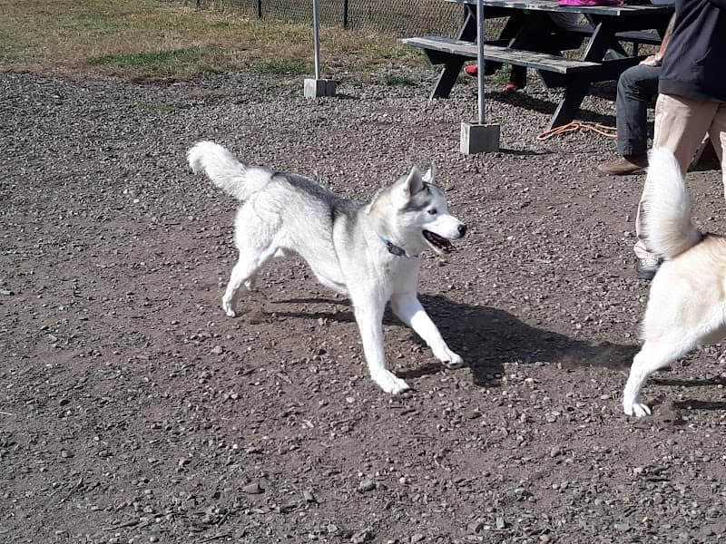 Friend Lee Pets Dog Park - Image 1