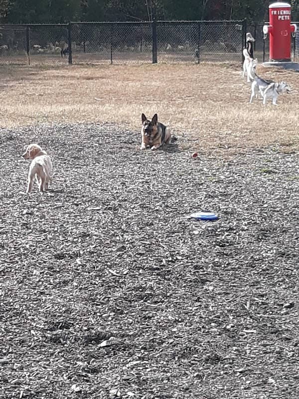 Friend Lee Pets Dog Park - Image 2
