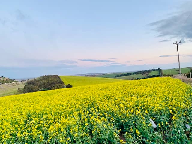 Canola Field Viewpoint - Image 1