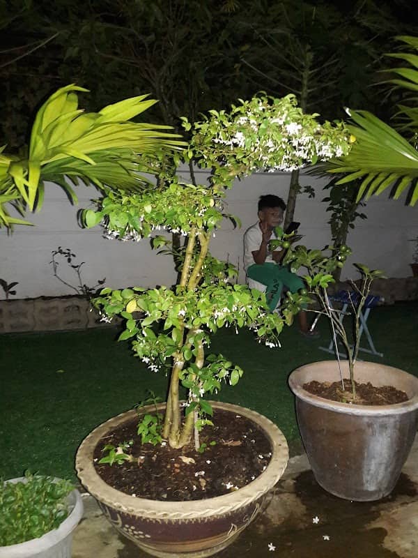 ceknor garden - Image 1