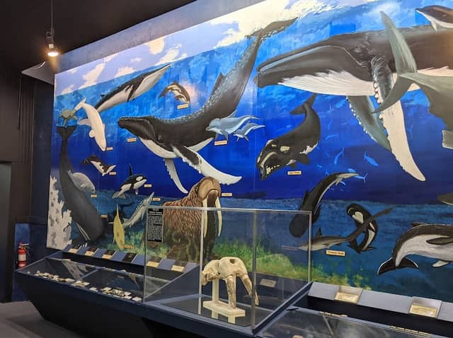 Aurora Fossil Museum - Image 2