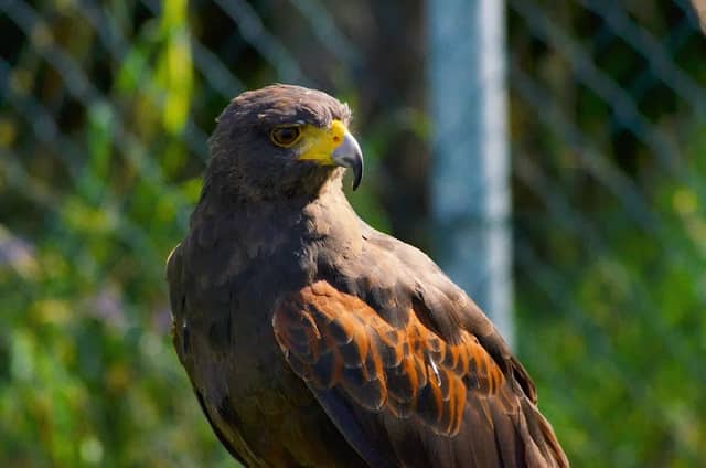 Falconeria Le Poiane - Image 2