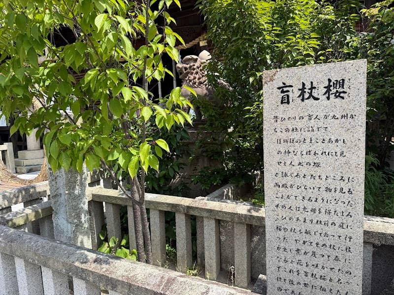盲杖櫻 - Image 1
