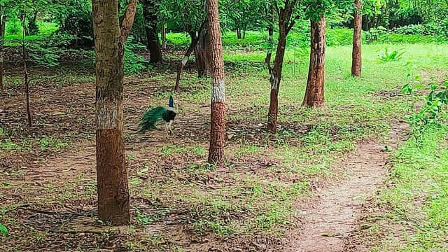 Botanical Garden (Pari Talav) - Image 2