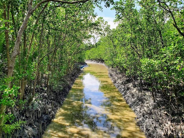 Silonay Mangrove and Eco Park - Image 1