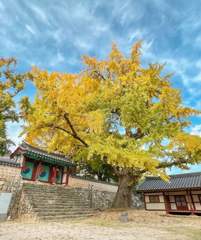 Seosan Hyanggyo Ginkgo Tree - Image 1