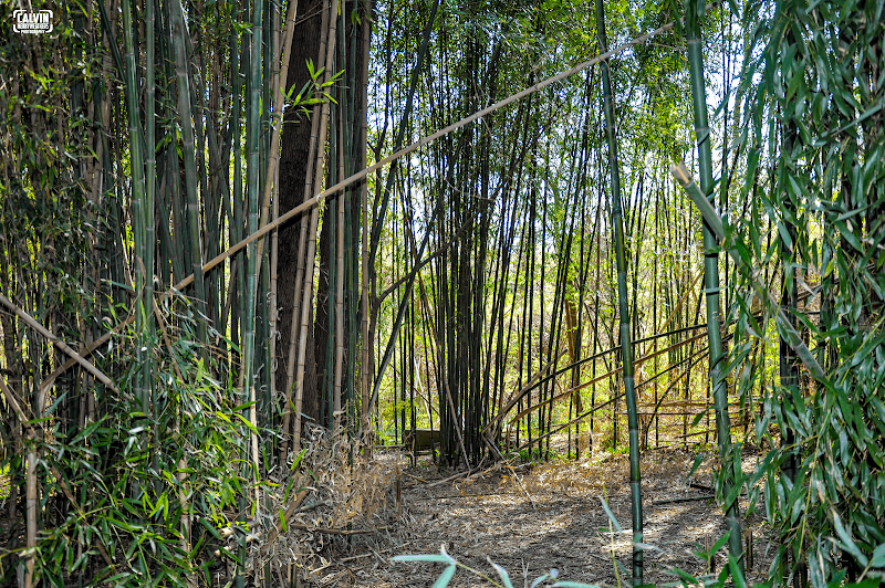 Marberry Arboretum - Image 1