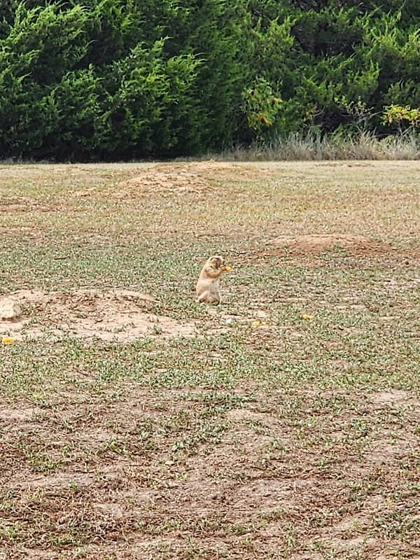 Prairie Dog Habitat - Image 1