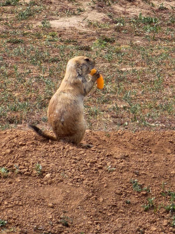 Prairie Dog Habitat - Image 2