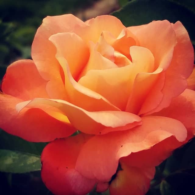 Gale F. Fletchall Memorial Rose Garden - Image 1